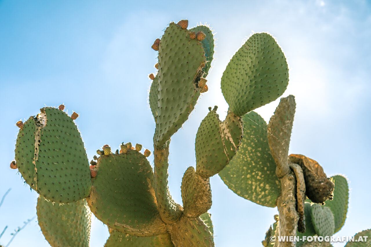 Opuntia leucotricha