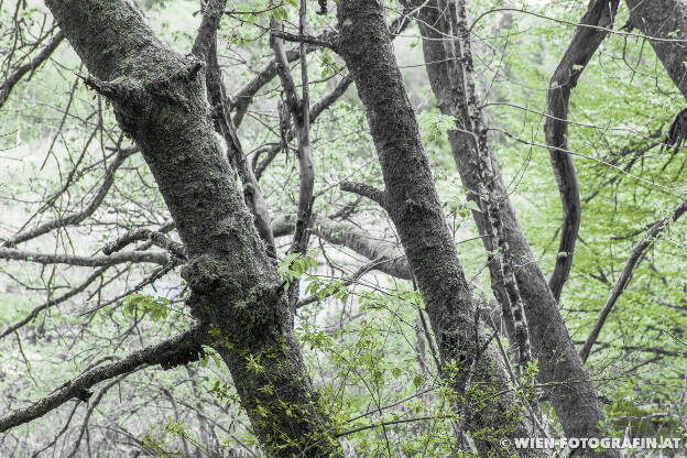 Spaziergang im Dingelsdorfer Ried