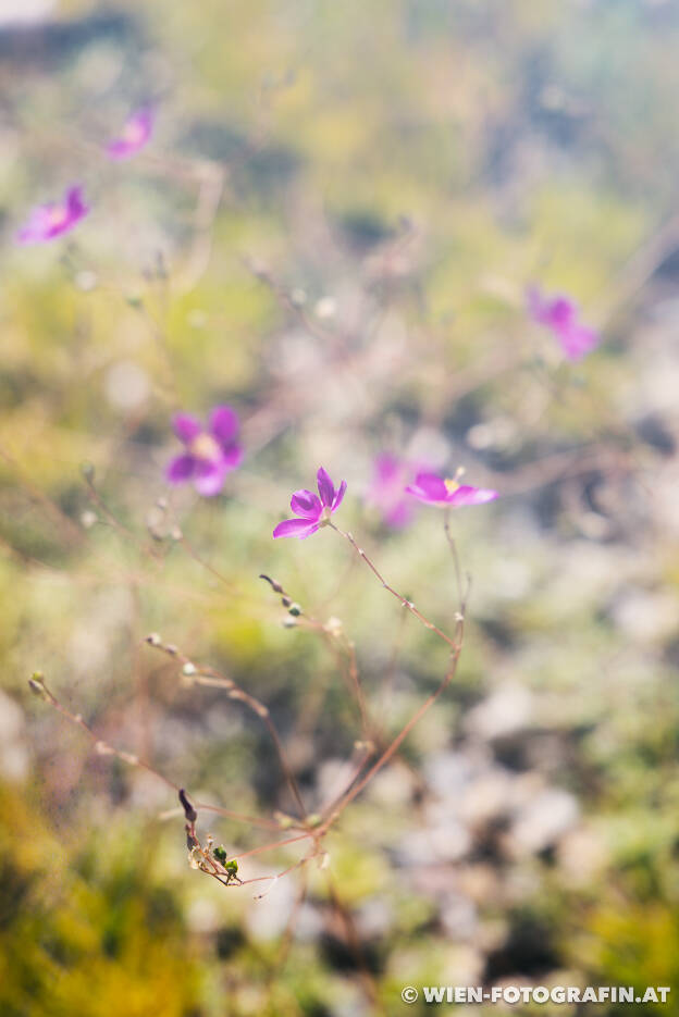 Phemeranthus calycinus