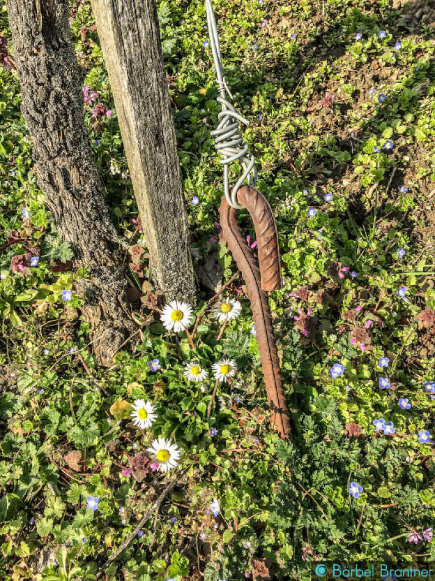 Frühling im Weinviertel