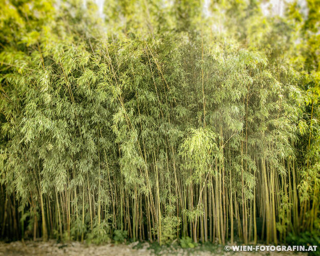 Bambushain (Meergrüner Blattbambus, Phyllostachys viridiglauces