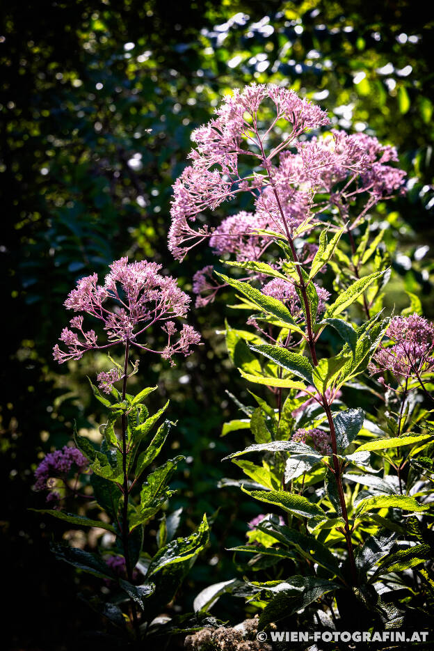 Roter Wasserdost (Eutrochium maculatum)