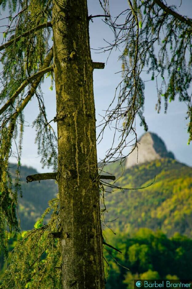 Baum und besonders spitzer Berg ;-)