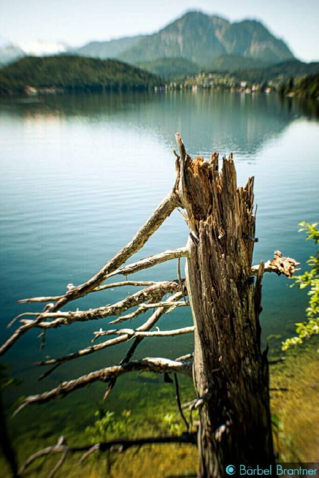 Der alte Baum ist ein paar Jahre später immer noch da!